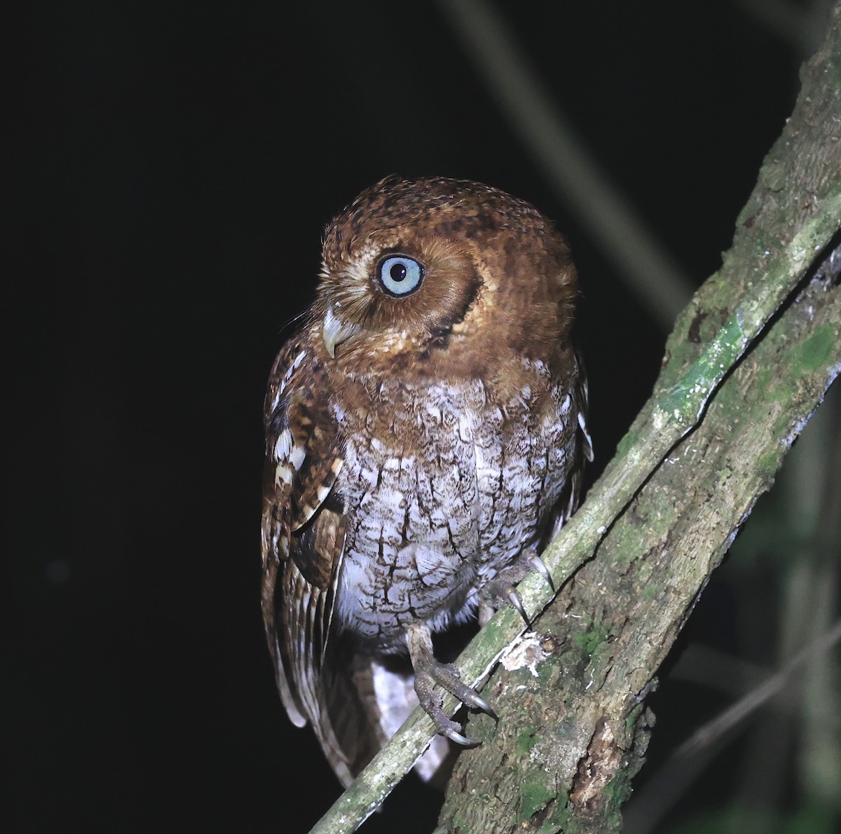 Middle American Screech-Owl - ML419769761