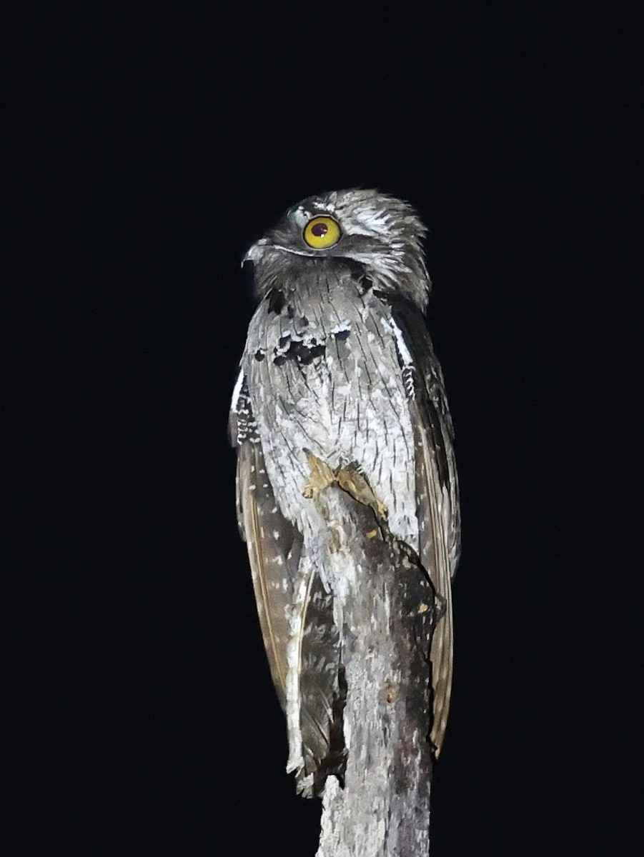 Northern Potoo - ML419769881