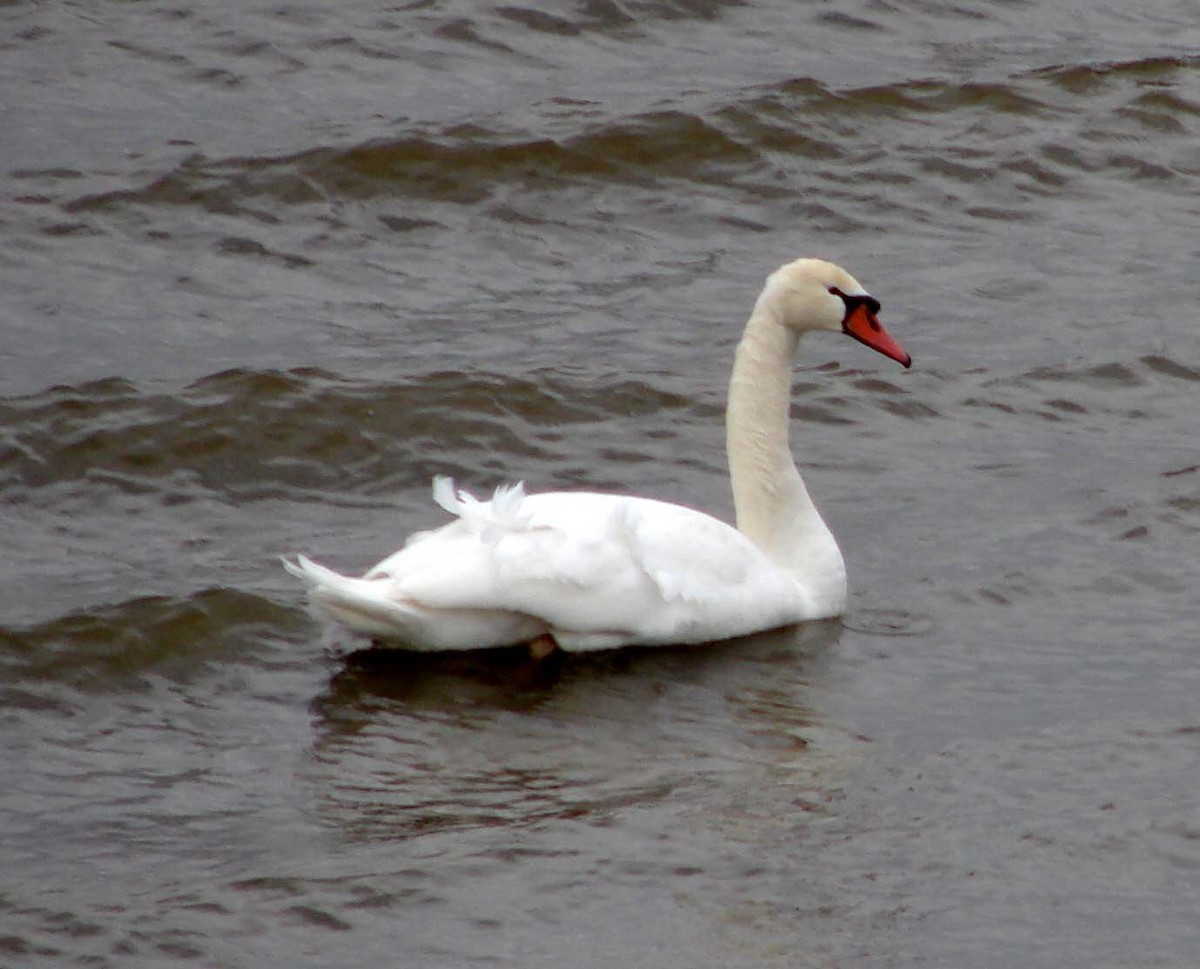 Mute Swan - David Marjamaa