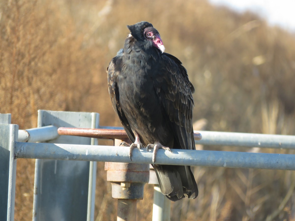 Turkey Vulture - ML419770901