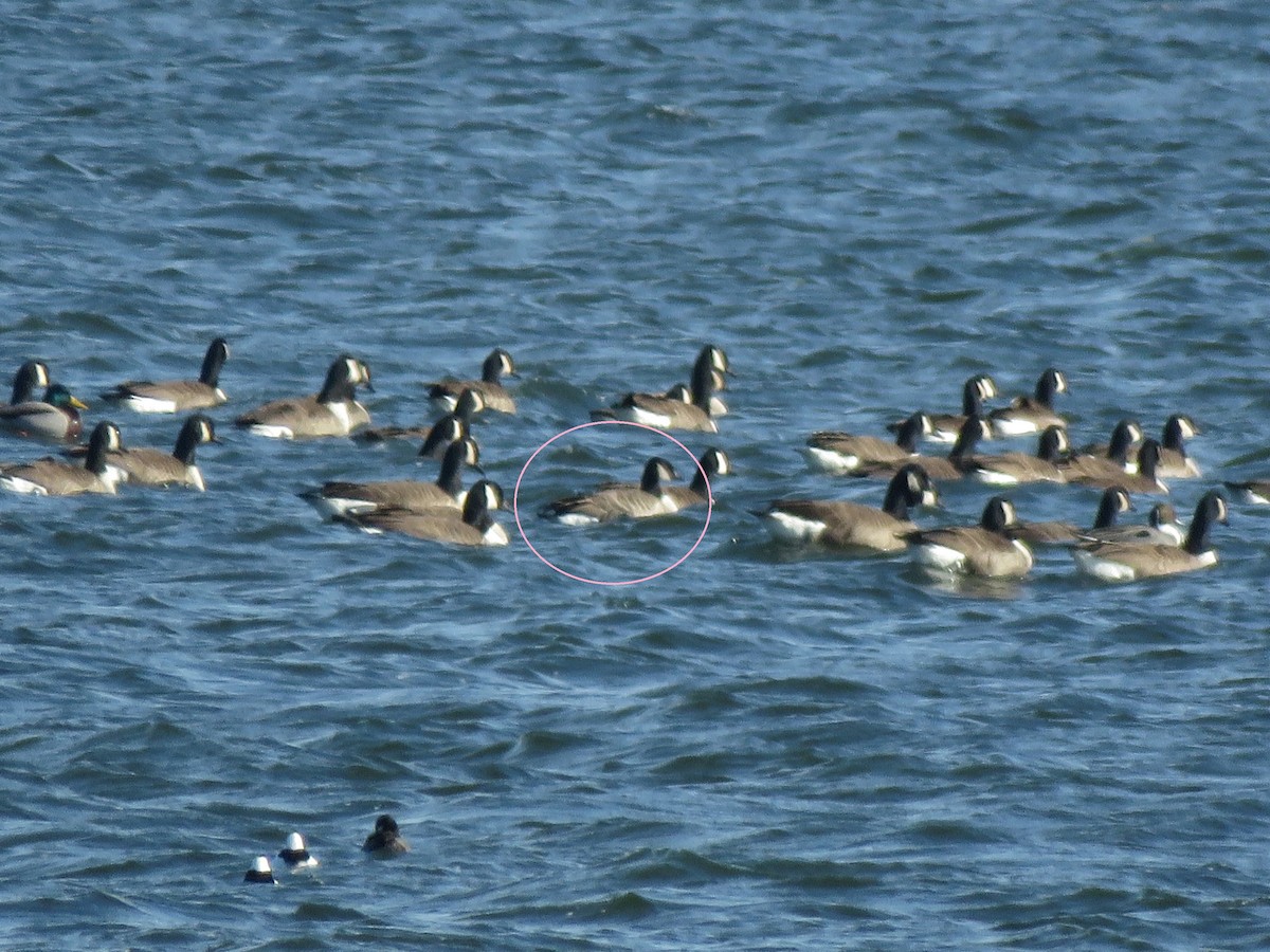 Cackling Goose - ML419771051