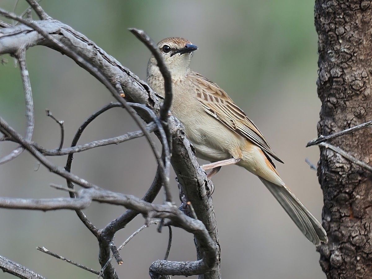 Rufous Songlark - ML419771231