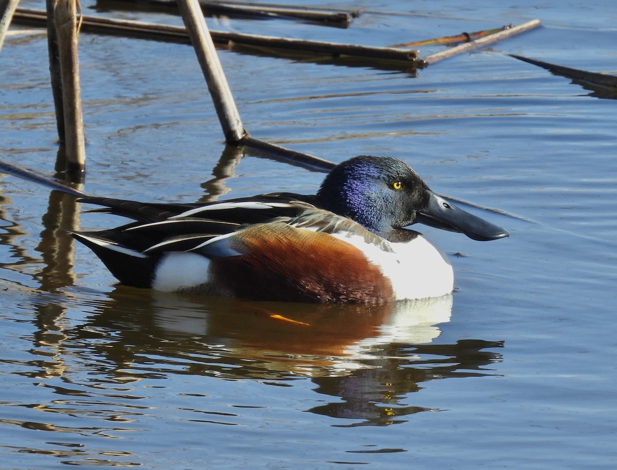 Northern Shoveler - Van Remsen