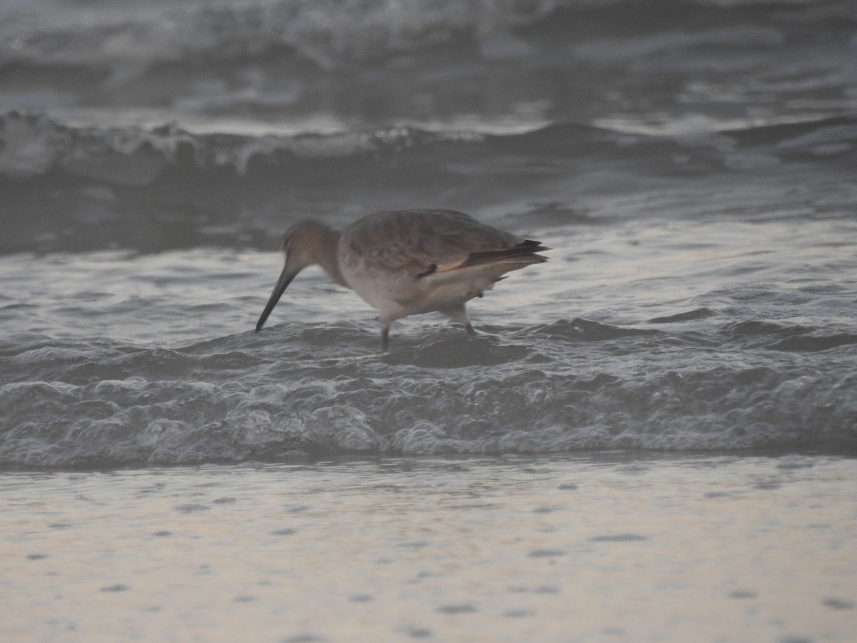 Willet - ML419771611