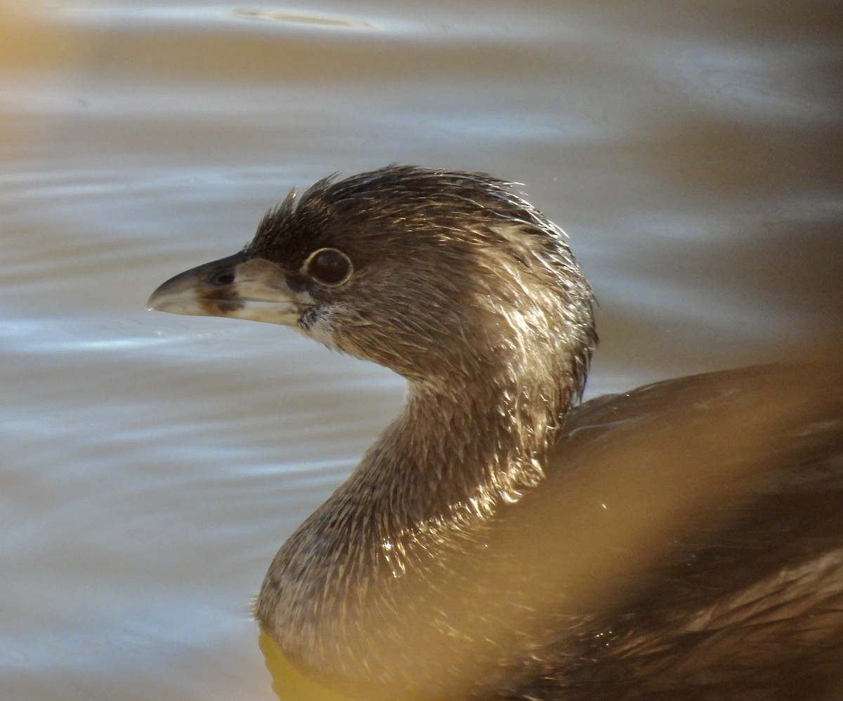 Pied-billed Grebe - Van Remsen