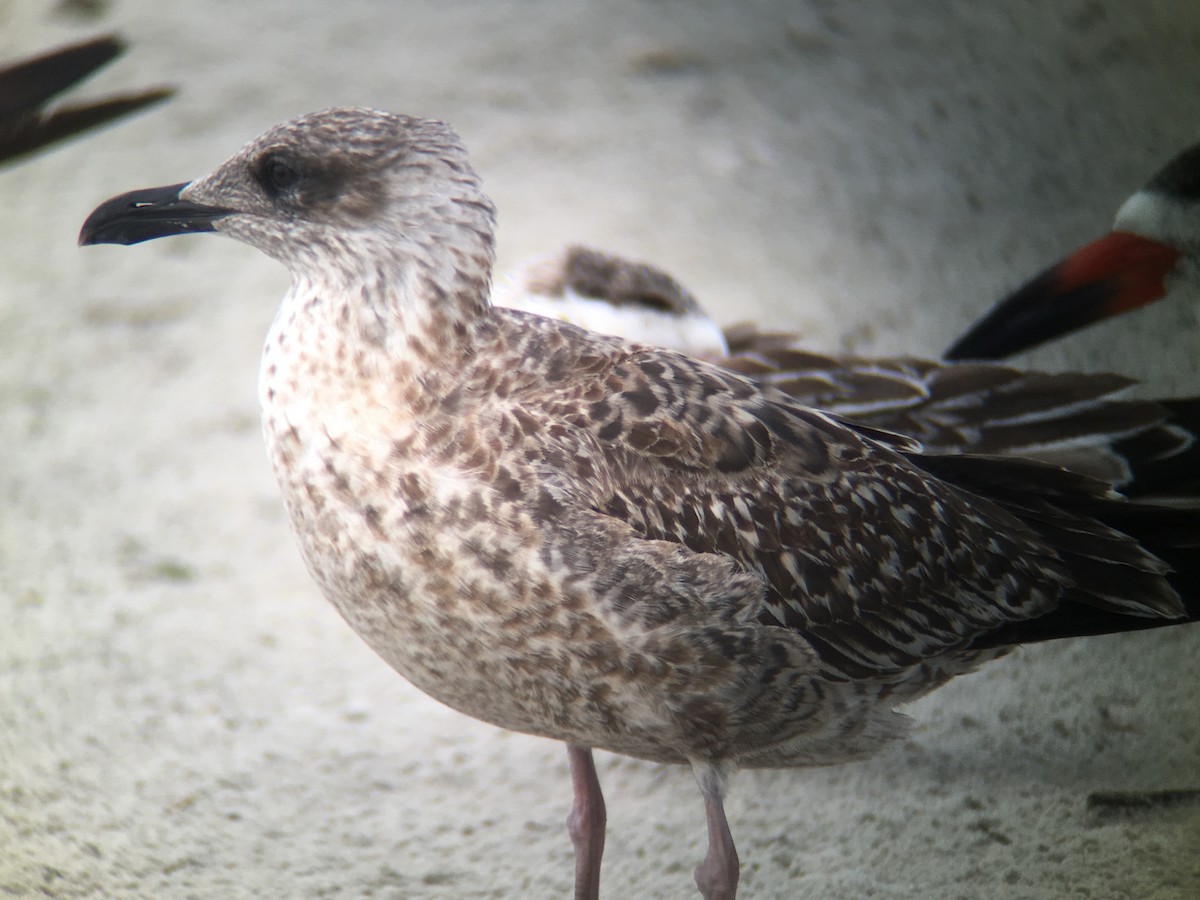 Lesser Black-backed Gull - David Simpson