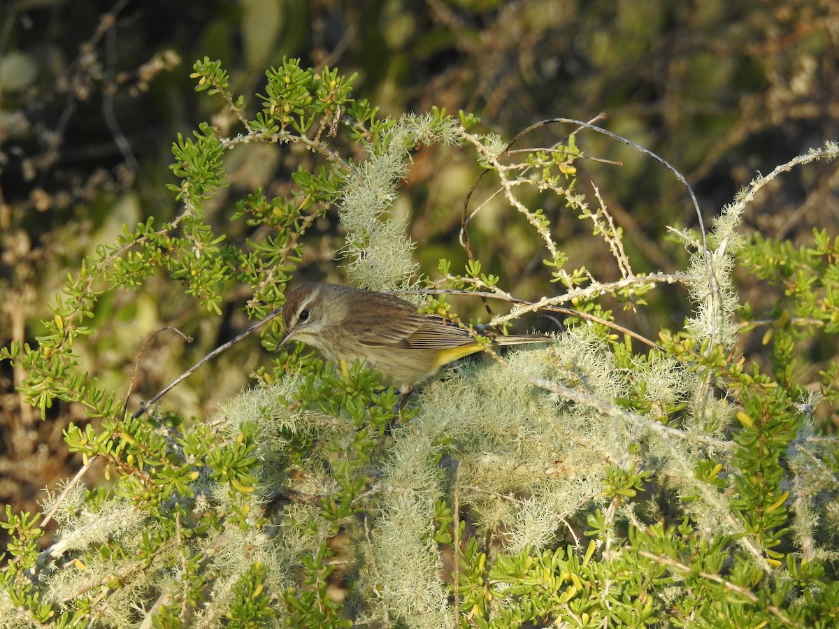 Palm Warbler - ML419772371