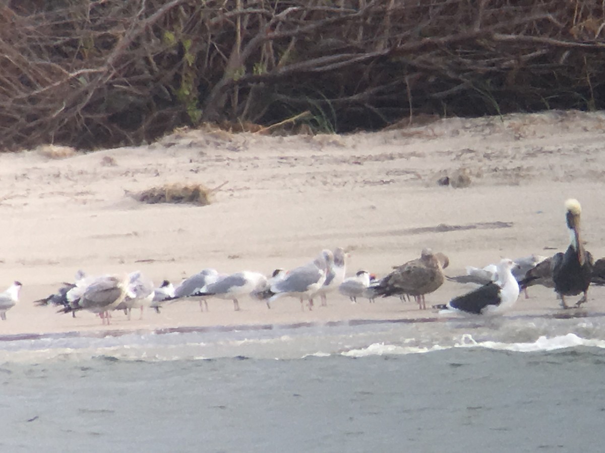 Great Black-backed Gull - ML41977281