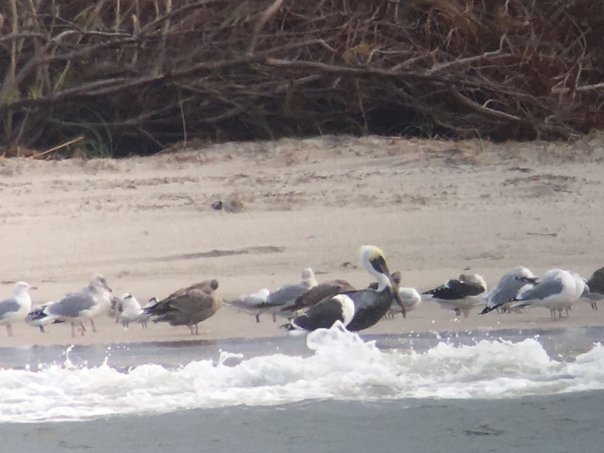 Great Black-backed Gull - David Simpson