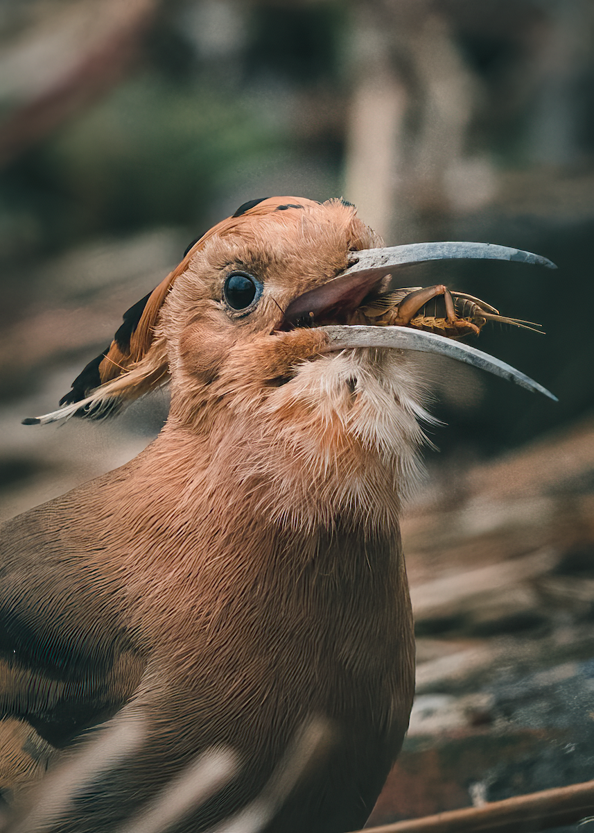Eurasian Hoopoe - 雀实可爱 鸦