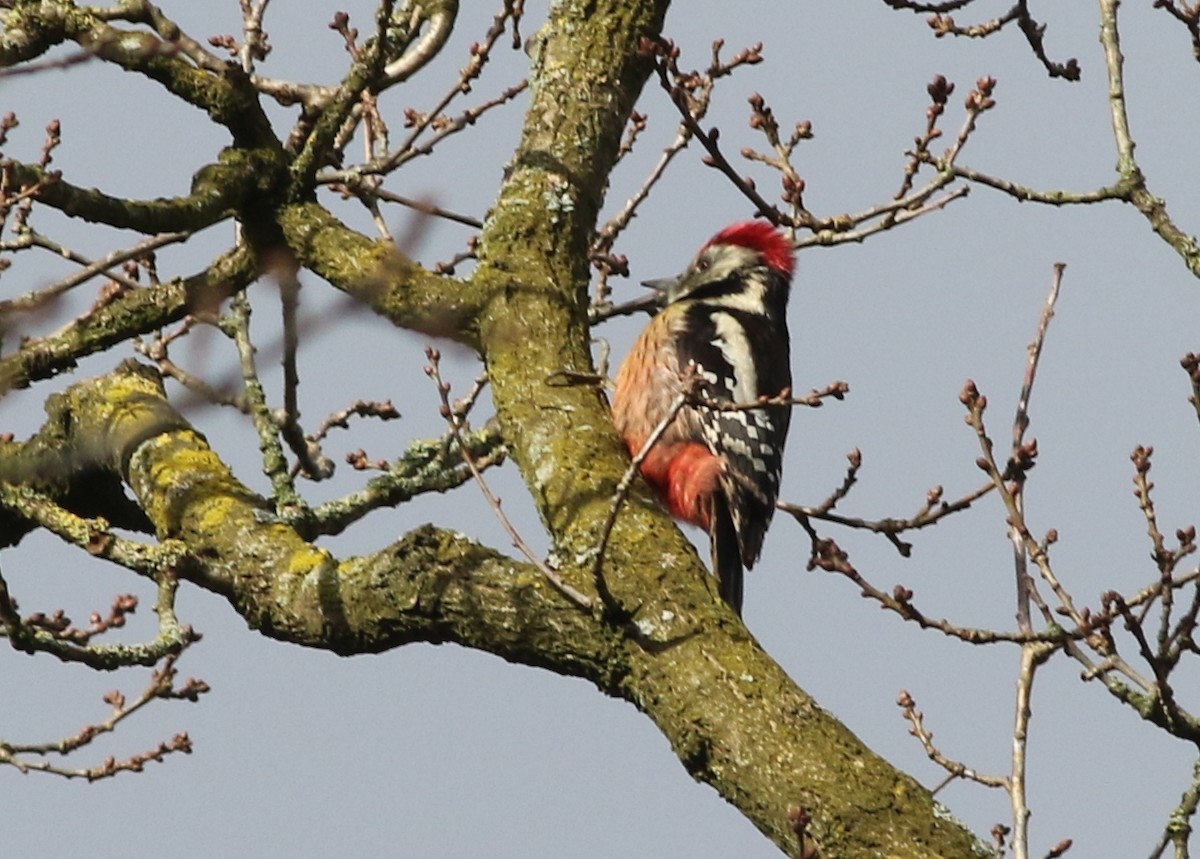 Middle Spotted Woodpecker - ML419773281