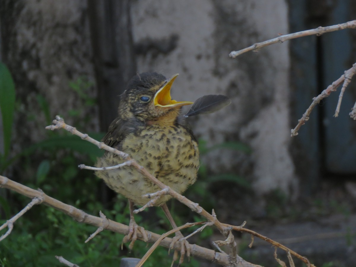 Austral Thrush (Magellan) - ML419776381