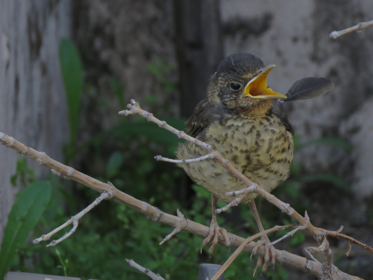 Austral Thrush (Magellan) - ML419776391