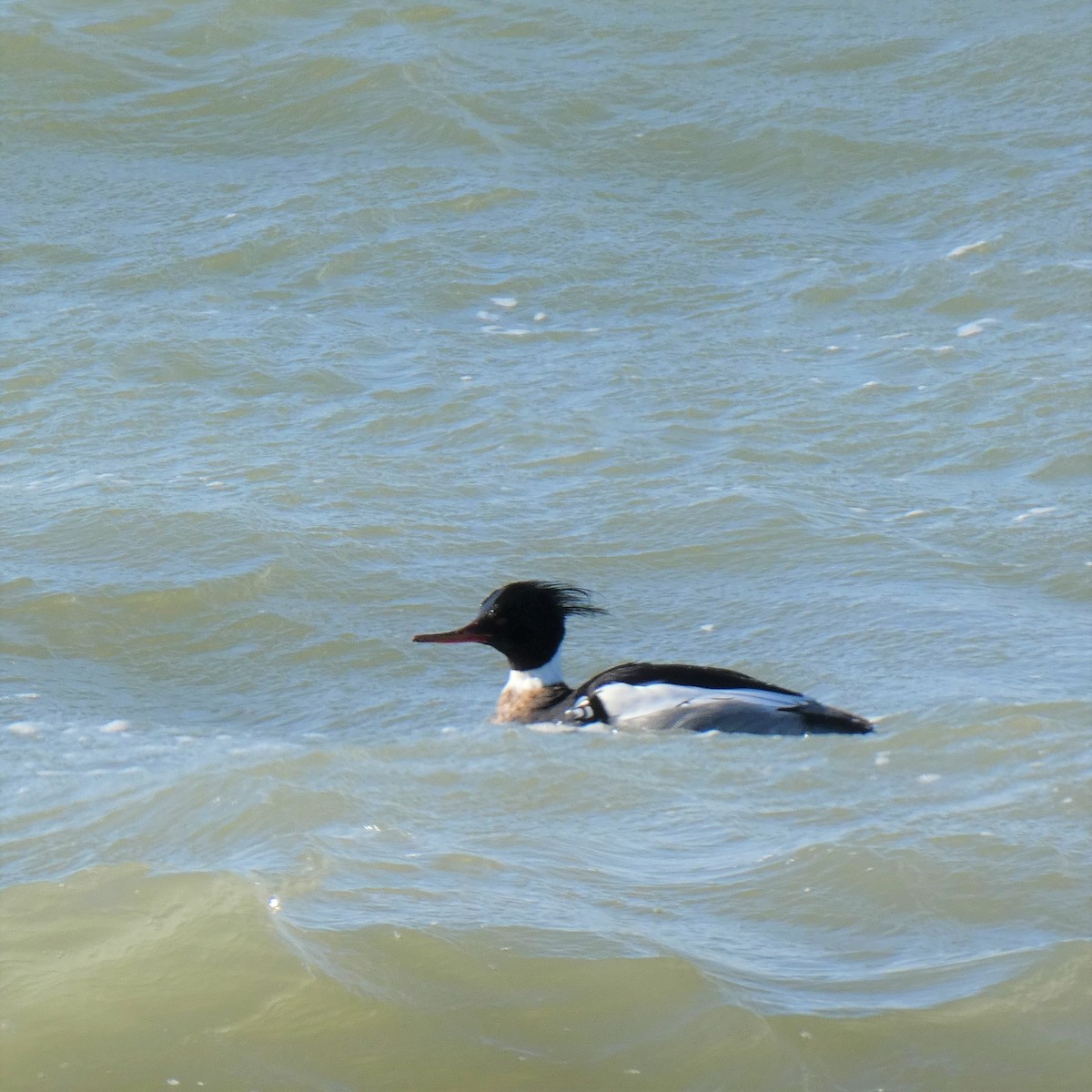 Red-breasted Merganser - ML419776521