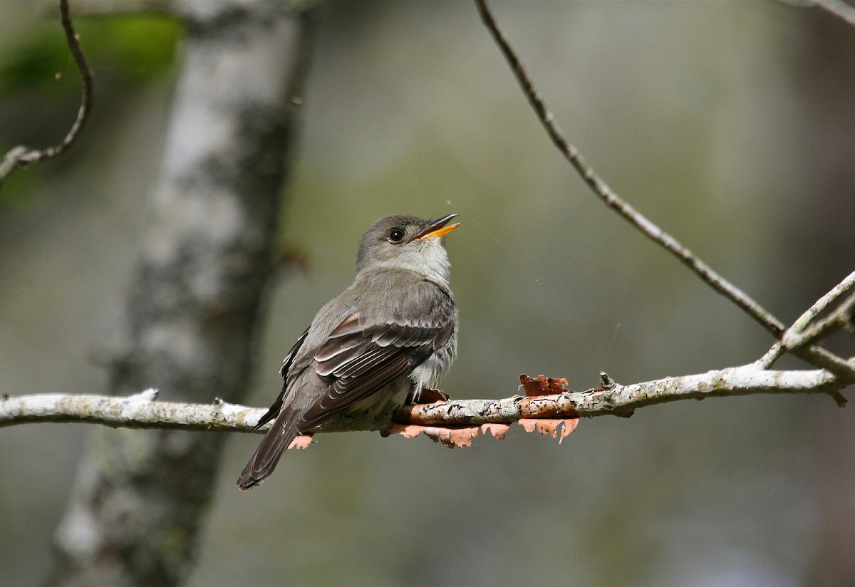 Eastern Wood-Pewee - Mary Keleher