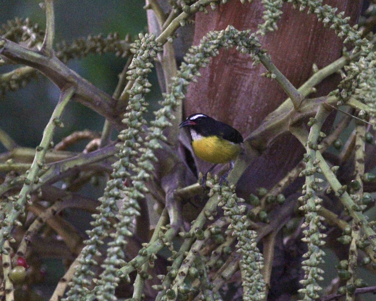 Bananaquit - ML419778241