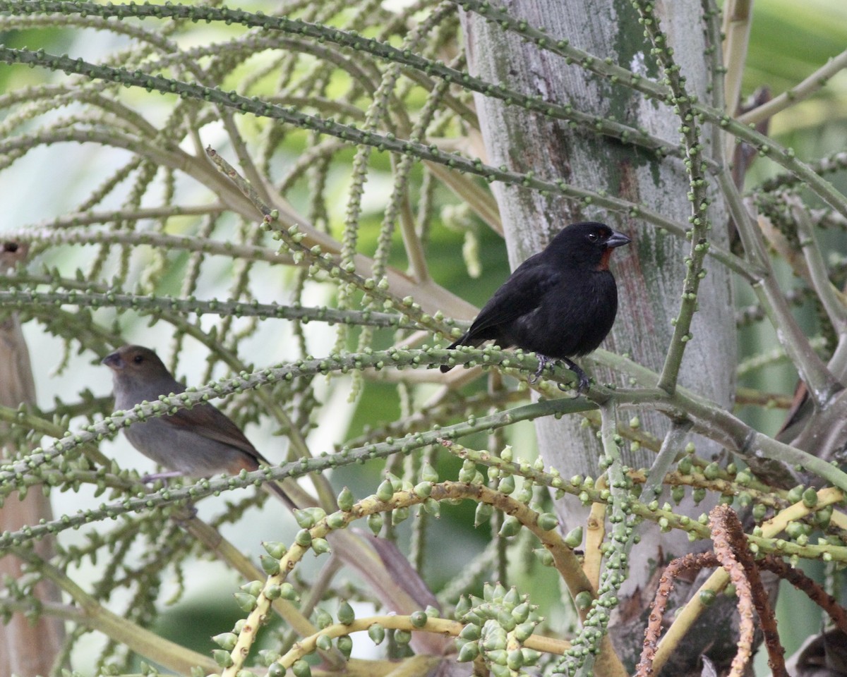 Lesser Antillean Bullfinch - ML419778381