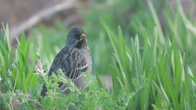 Mourning Sierra Finch - ML419778451