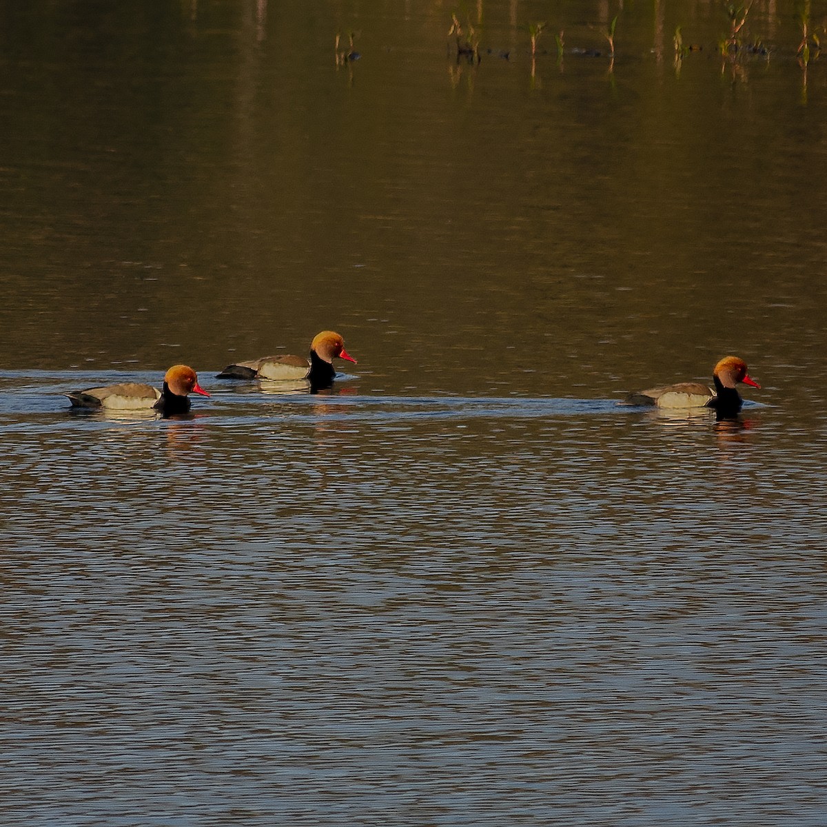 Red-crested Pochard - ML419779091
