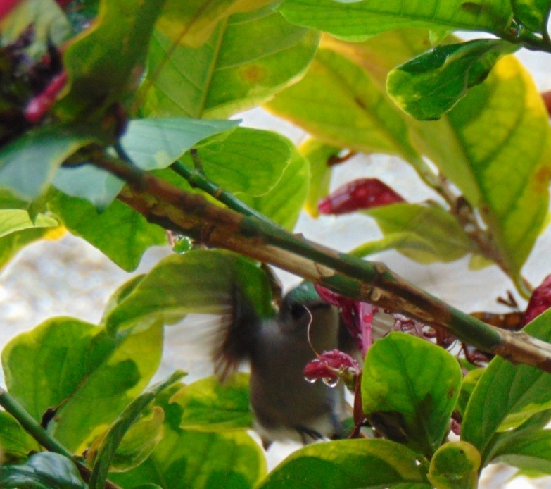Antillean Crested Hummingbird - ML419779251