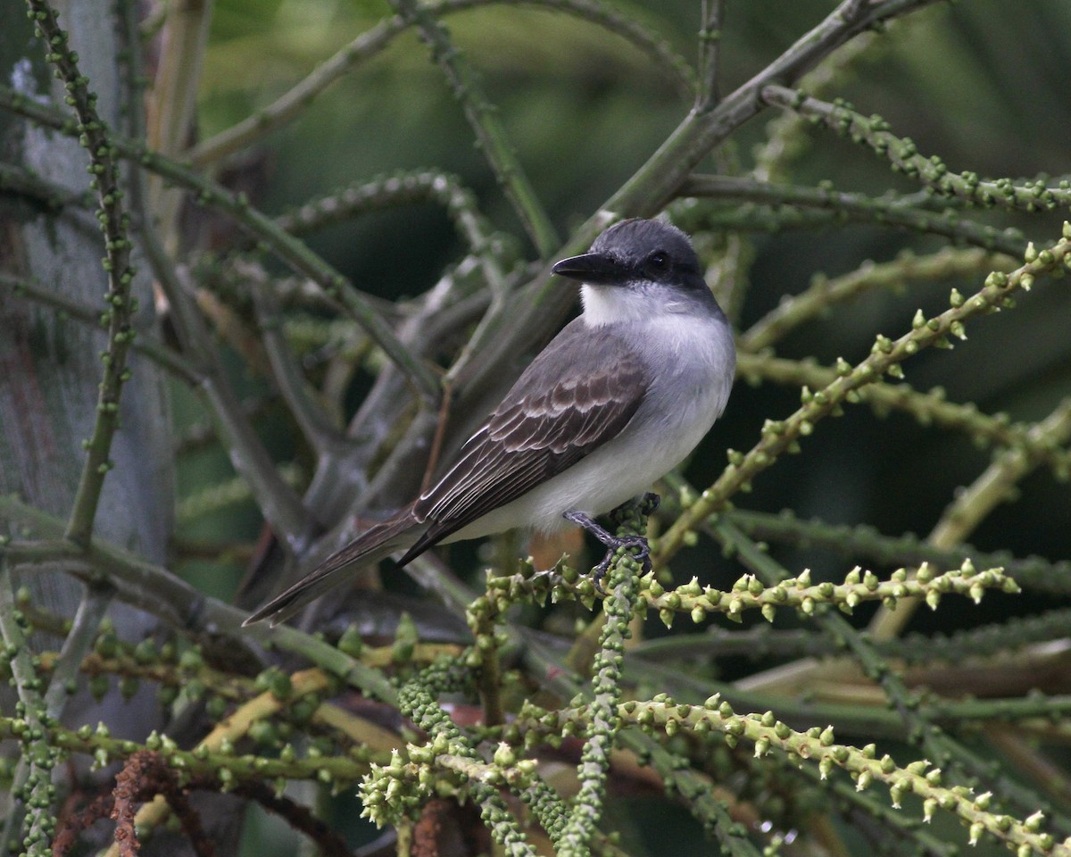 Gray Kingbird - ML419779461