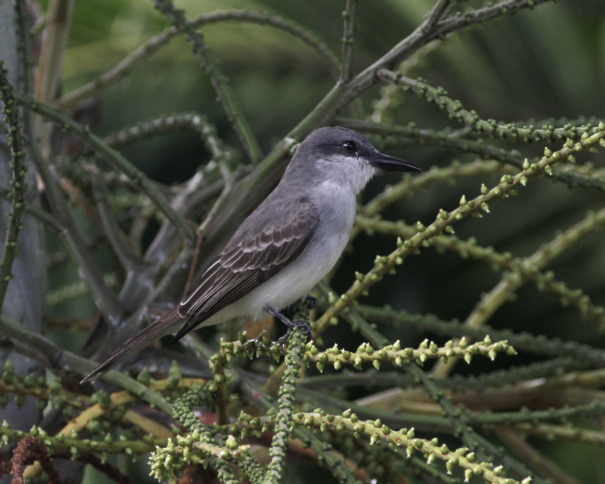 Gray Kingbird - ML419779511