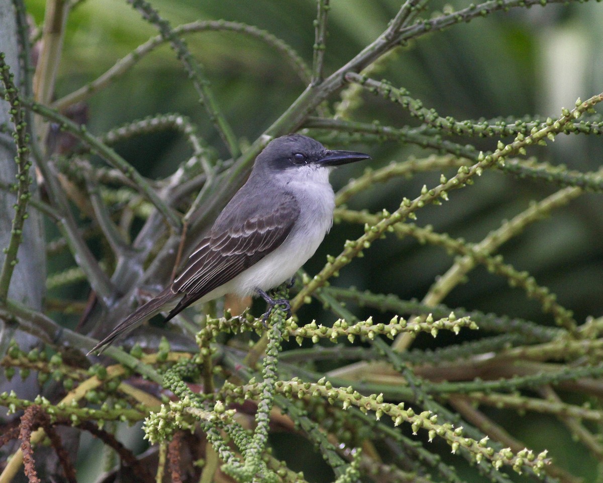 Gray Kingbird - ML419779521
