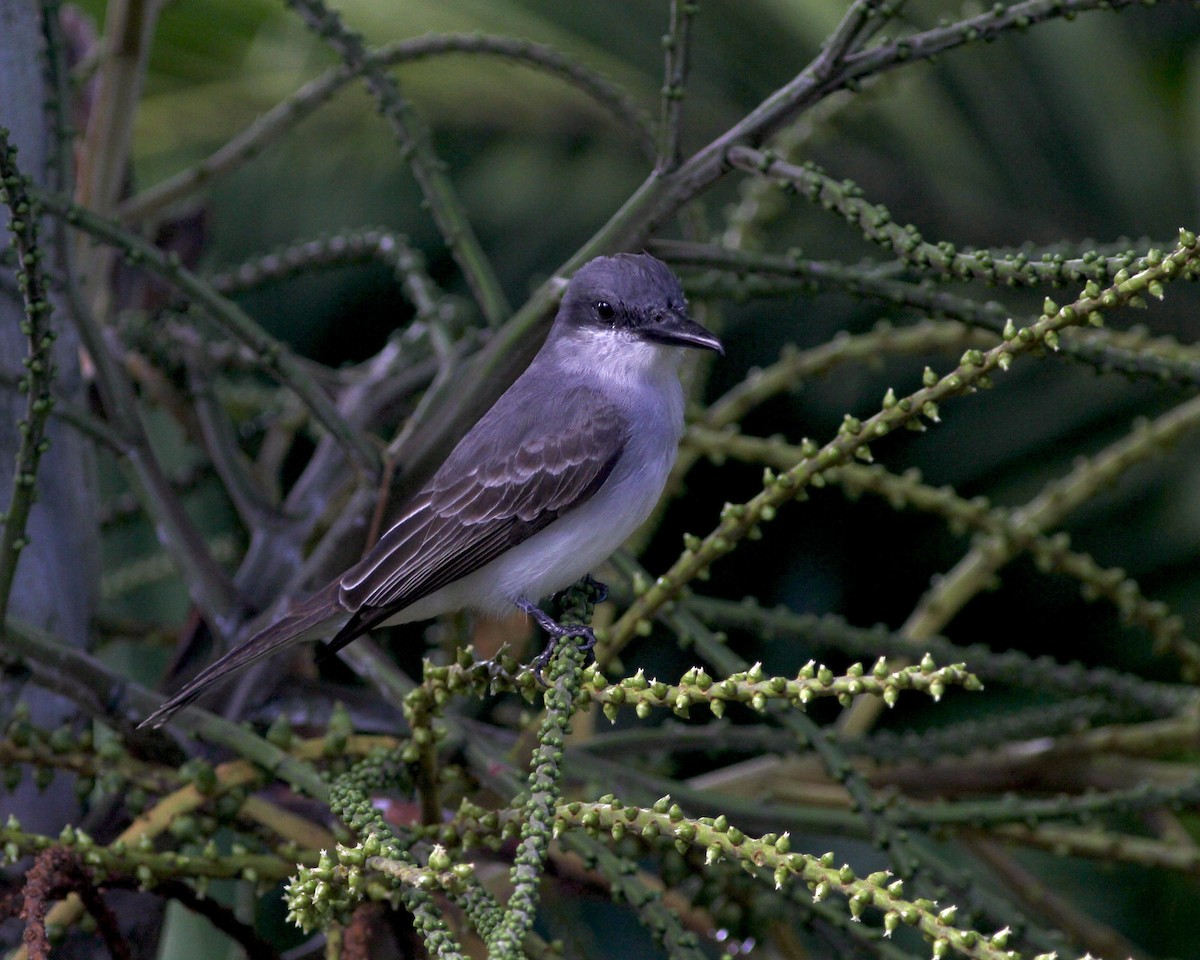 Gray Kingbird - ML419779531