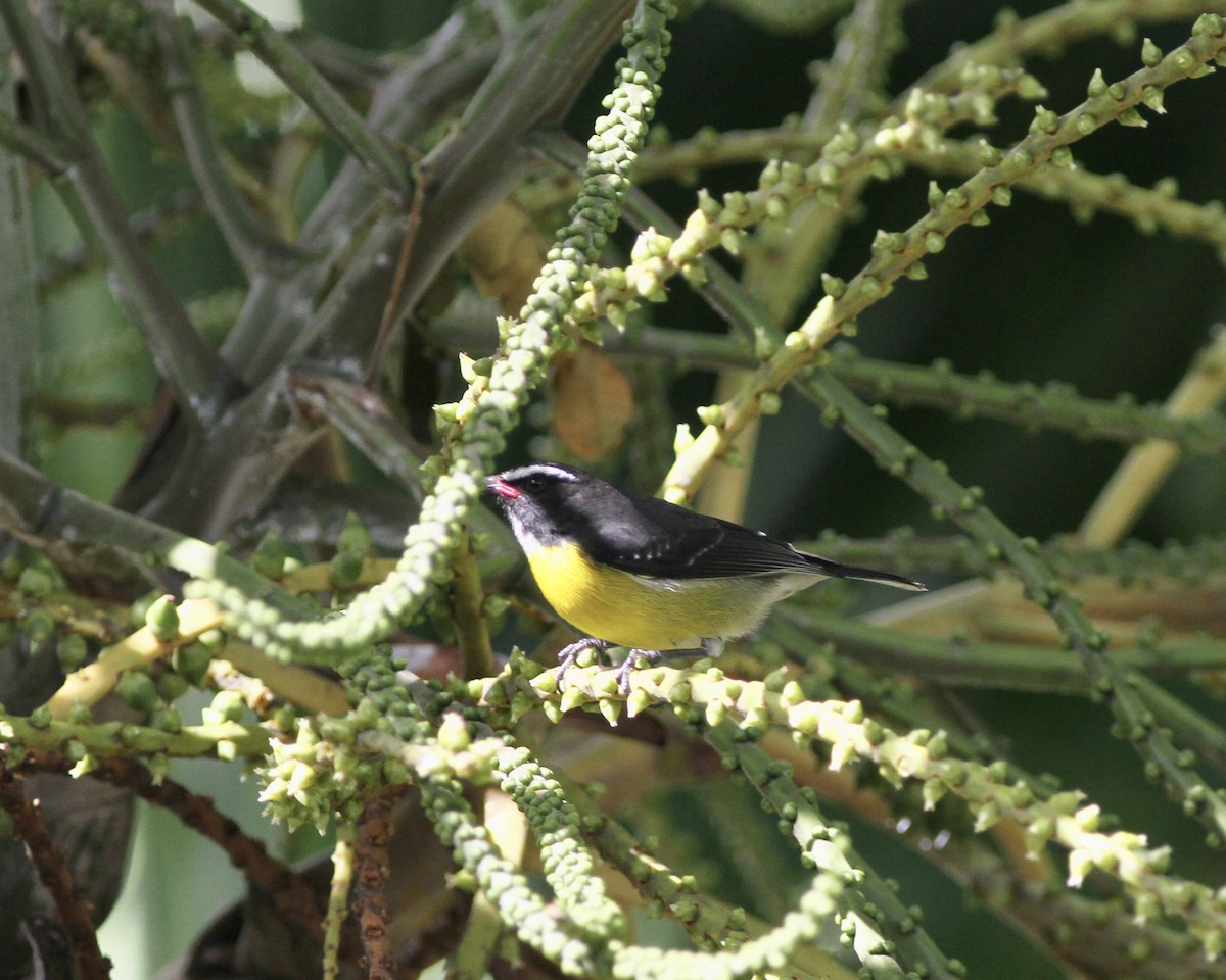 Bananaquit - ML419779591