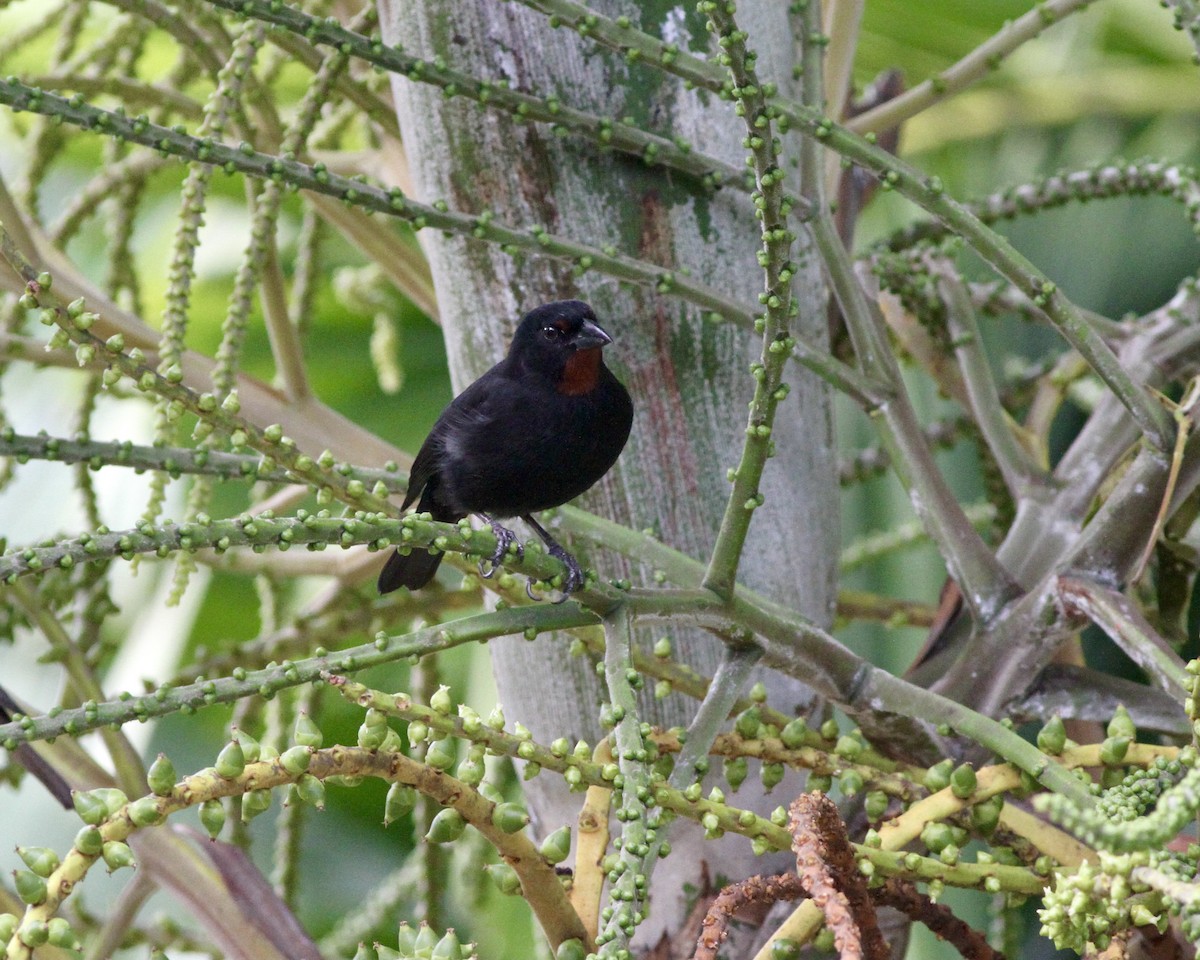 Lesser Antillean Bullfinch - ML419779651