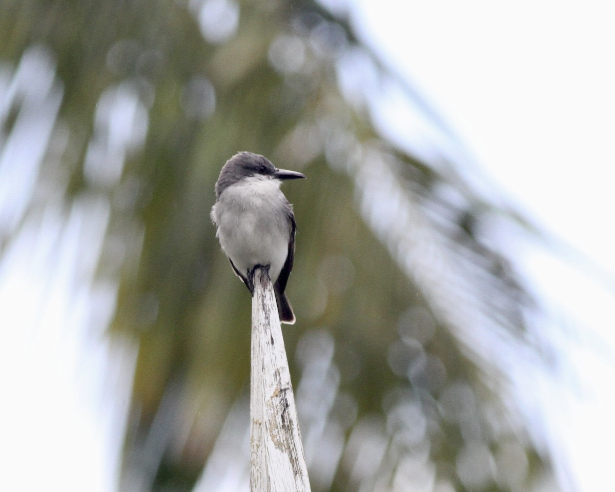 Gray Kingbird - ML419780061