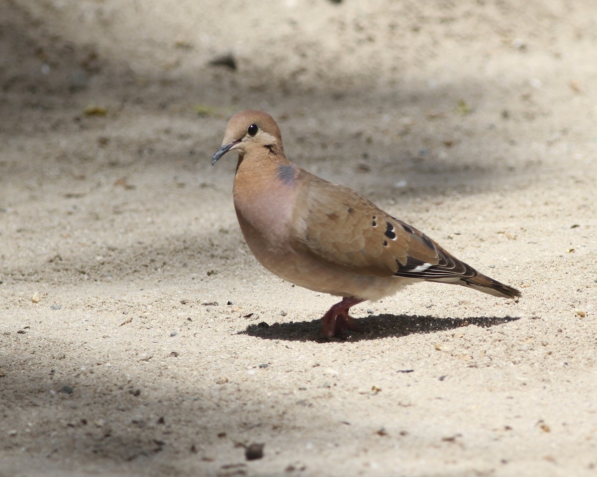 Zenaida Dove - ML419780171