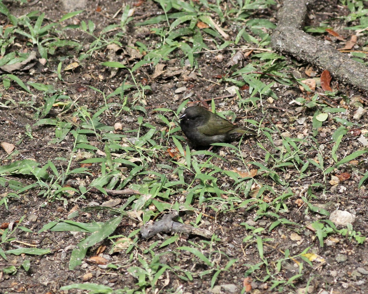 Black-faced Grassquit - ML419780201
