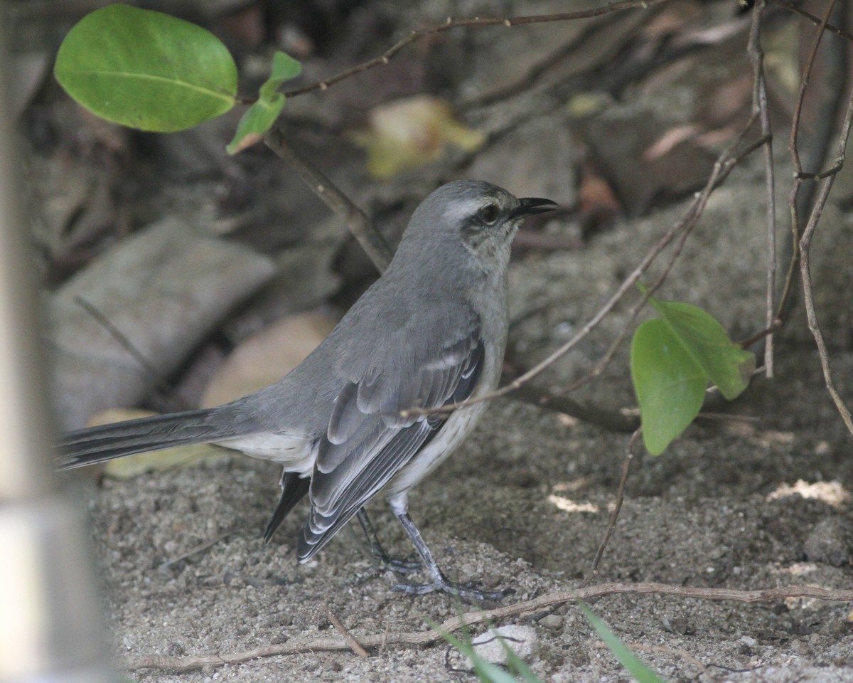 Tropical Mockingbird - ML419780411
