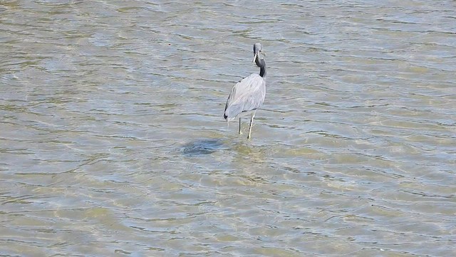 Tricolored Heron - ML419780671