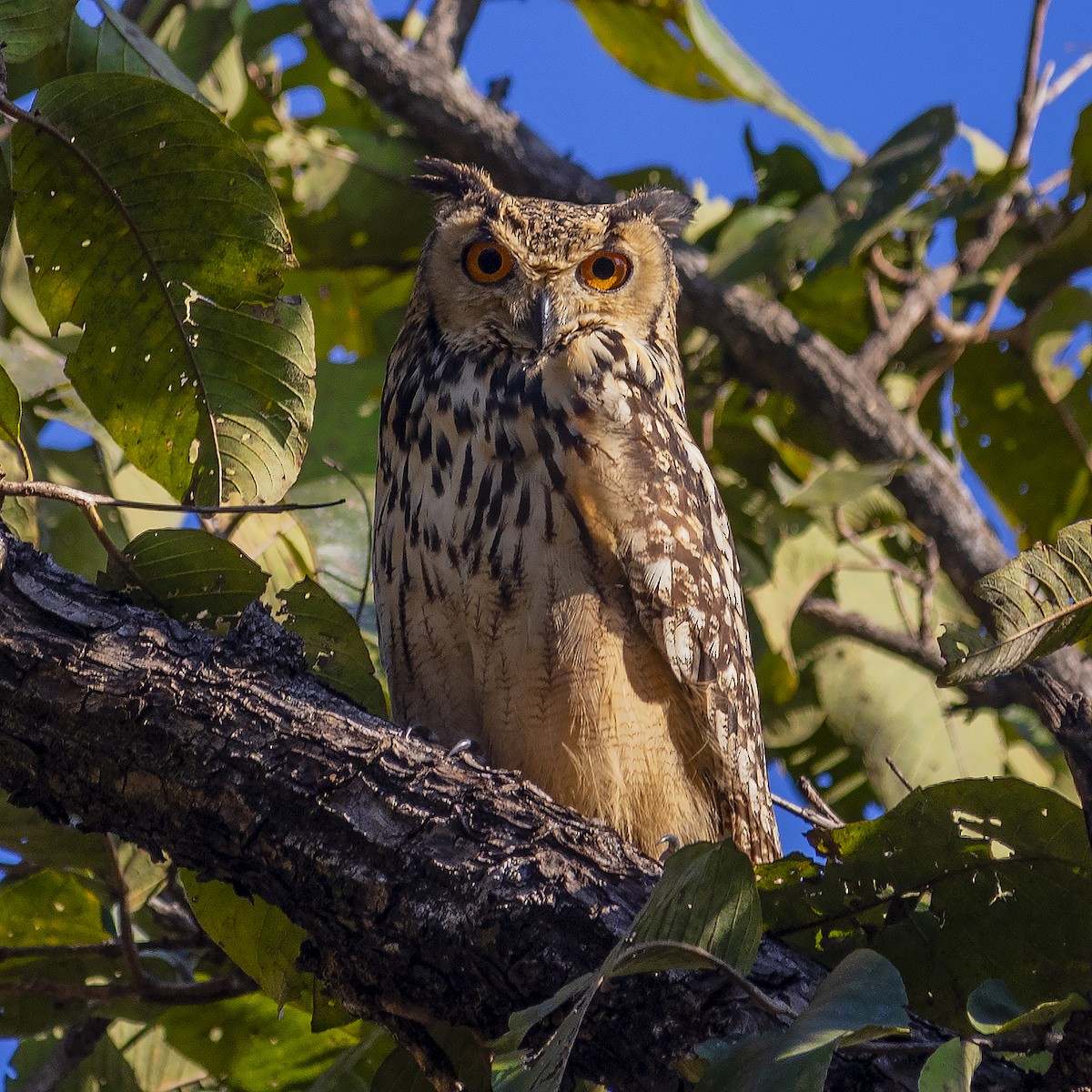 Rock Eagle-Owl - ML419780681