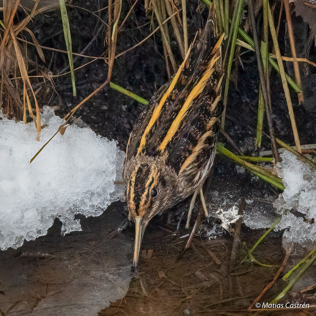 Jack Snipe - ML419780701