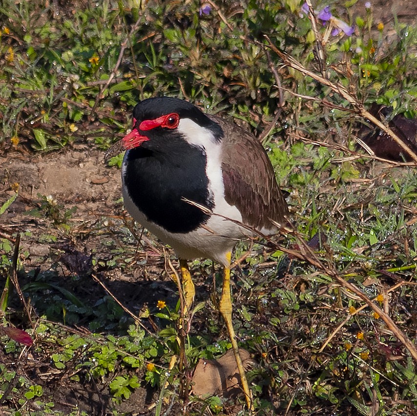 Red-wattled Lapwing - ML419780851