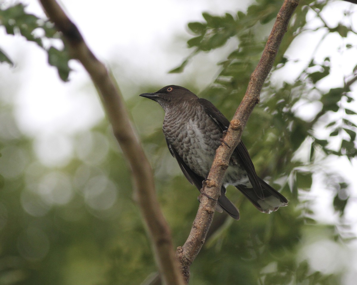 Scaly-breasted Thrasher - ML419781001