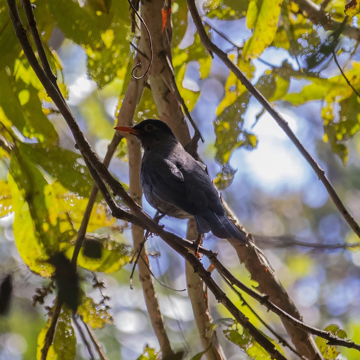Indian Blackbird - ML419781011