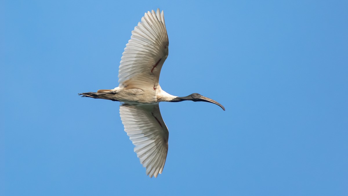 ibis černohlavý - ML419781171