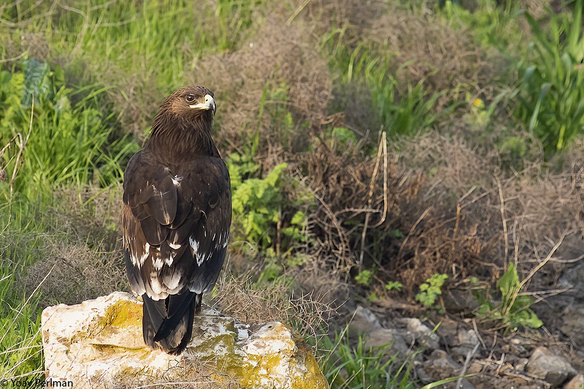 Greater Spotted Eagle - Yoav Perlman