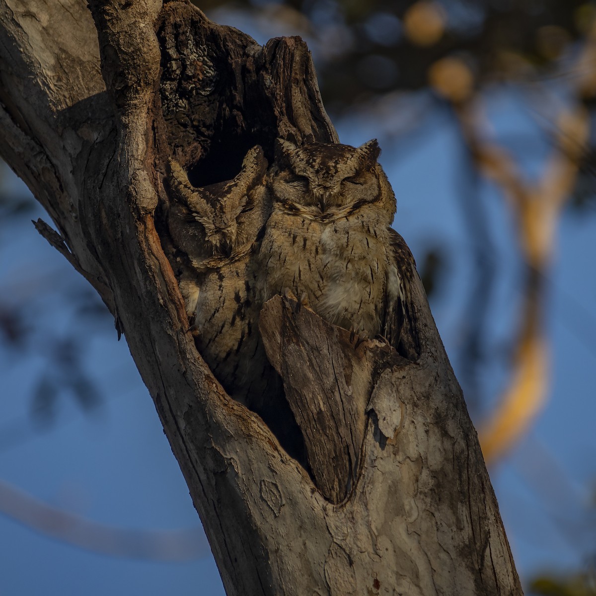 Indian Scops-Owl - ML419782071