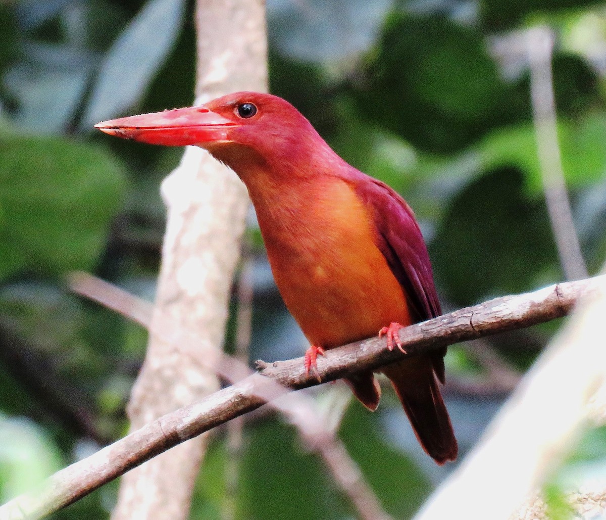Ruddy Kingfisher - ML419782511