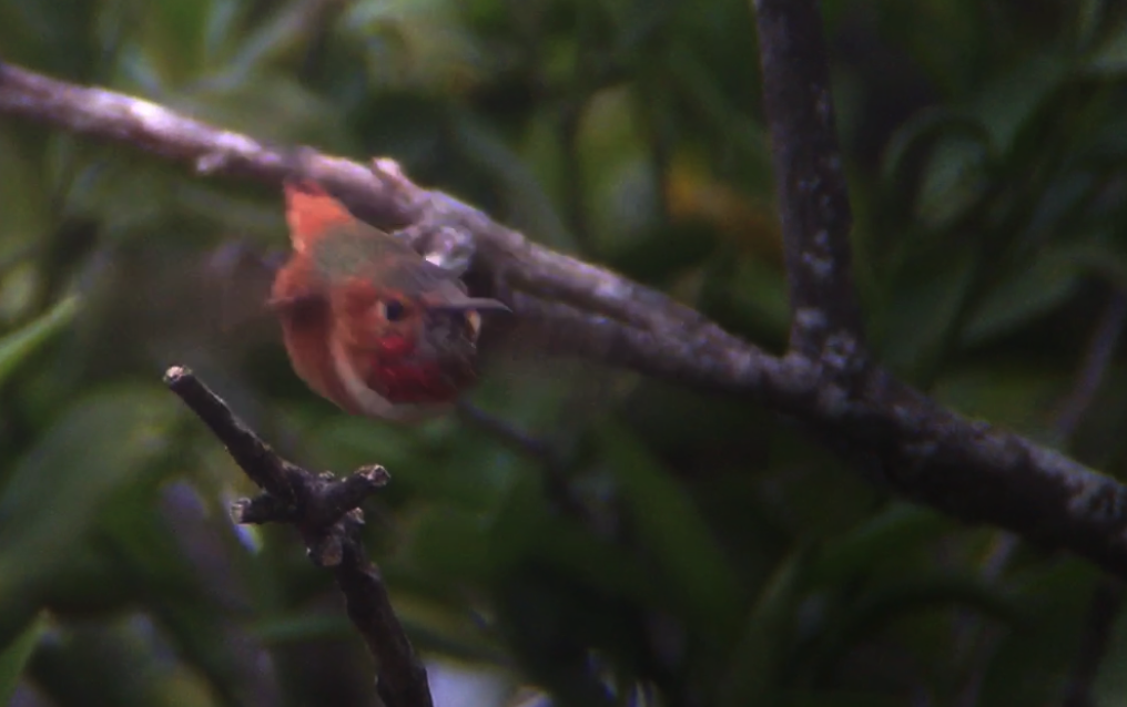 Allen's Hummingbird - Doug Gochfeld