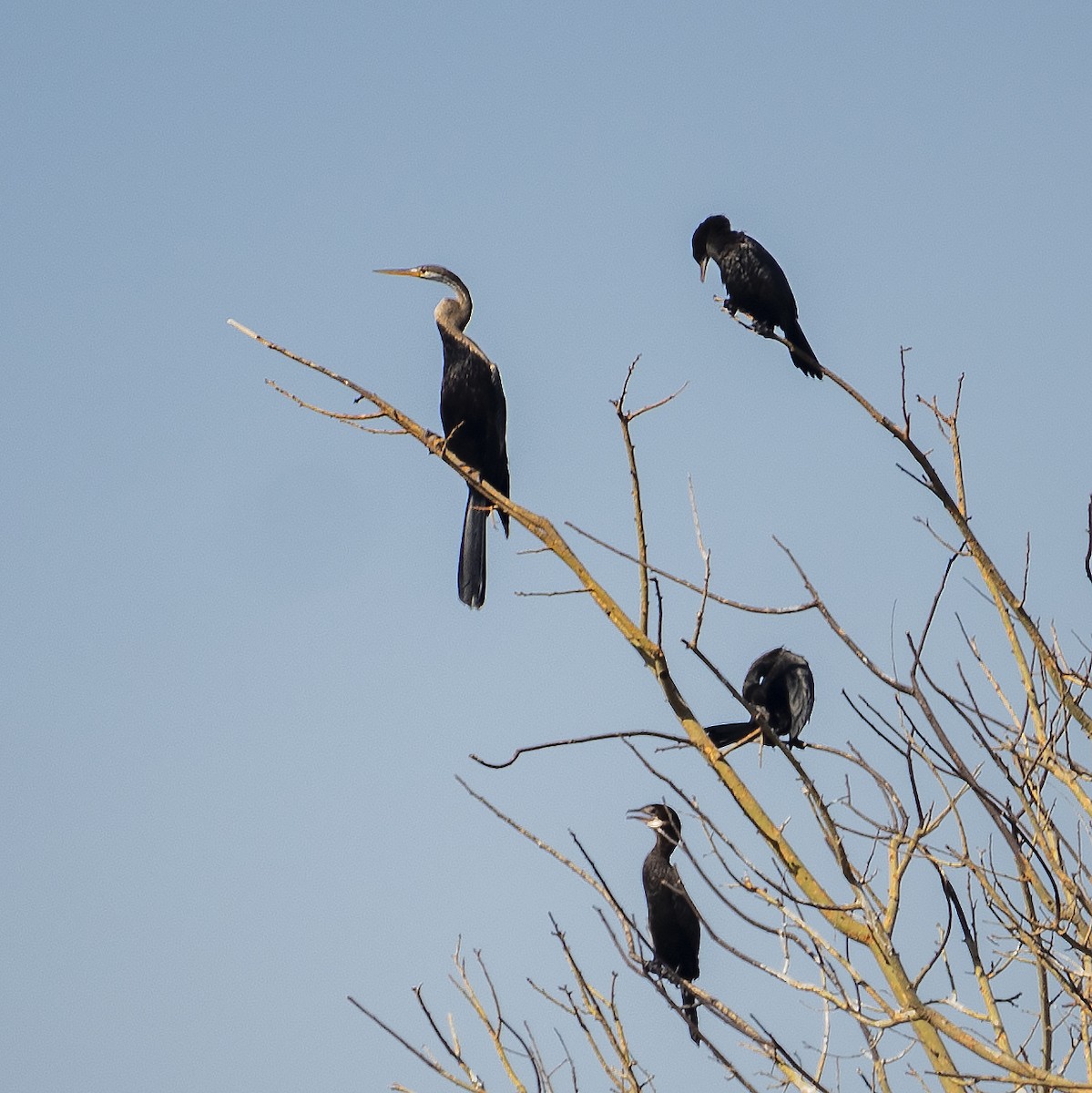 Oriental Darter - ML419782741