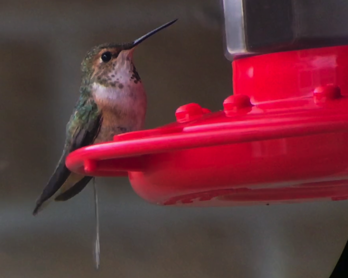 Allen's Hummingbird - ML419782821