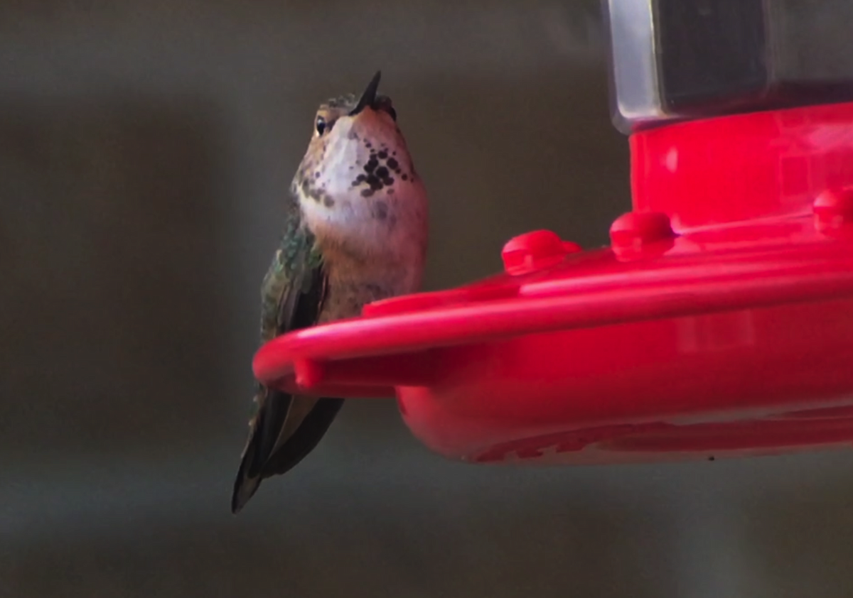 Allen's Hummingbird - ML419782841