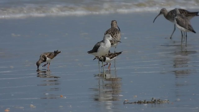 Ruddy Turnstone - ML419783211