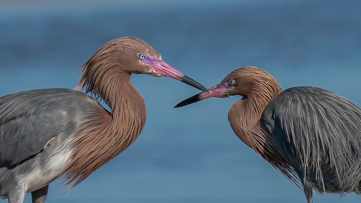 Reddish Egret - Braulio Castillo